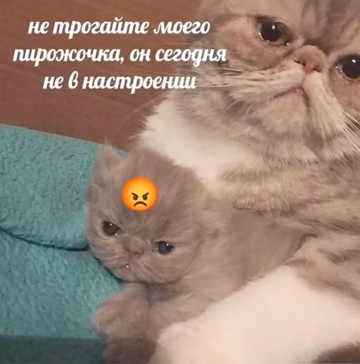 Смешнявка #1616