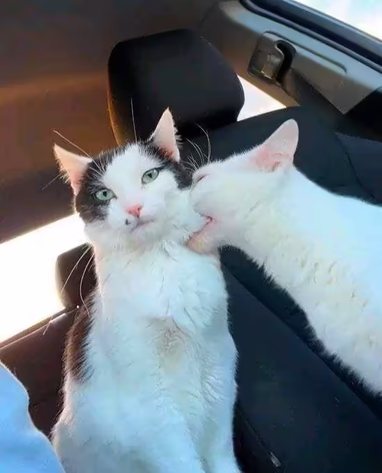 Смешнявка #1633