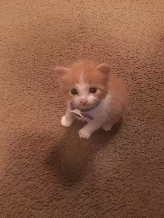 Смешнявка #1636