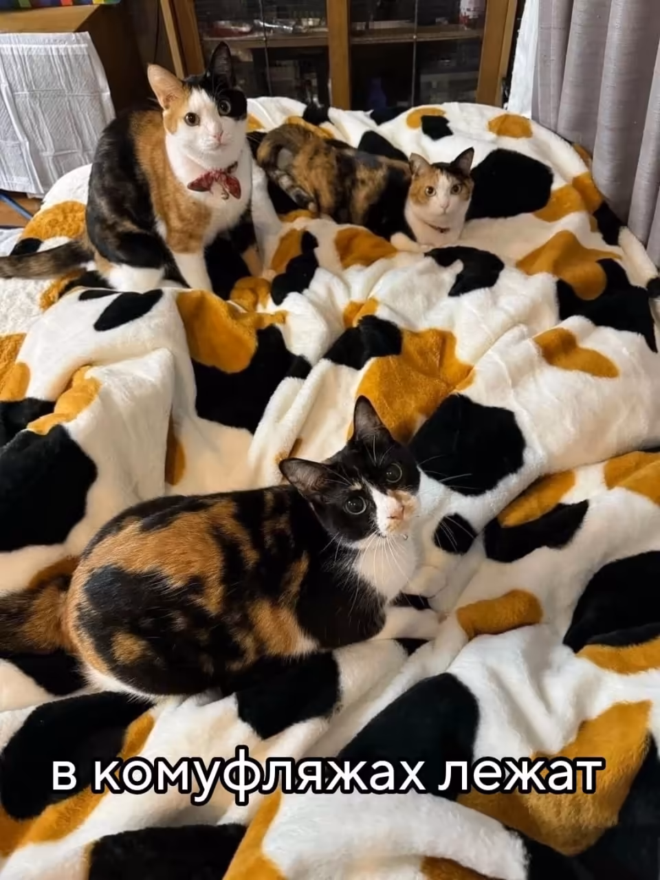 Смешнявка #1641