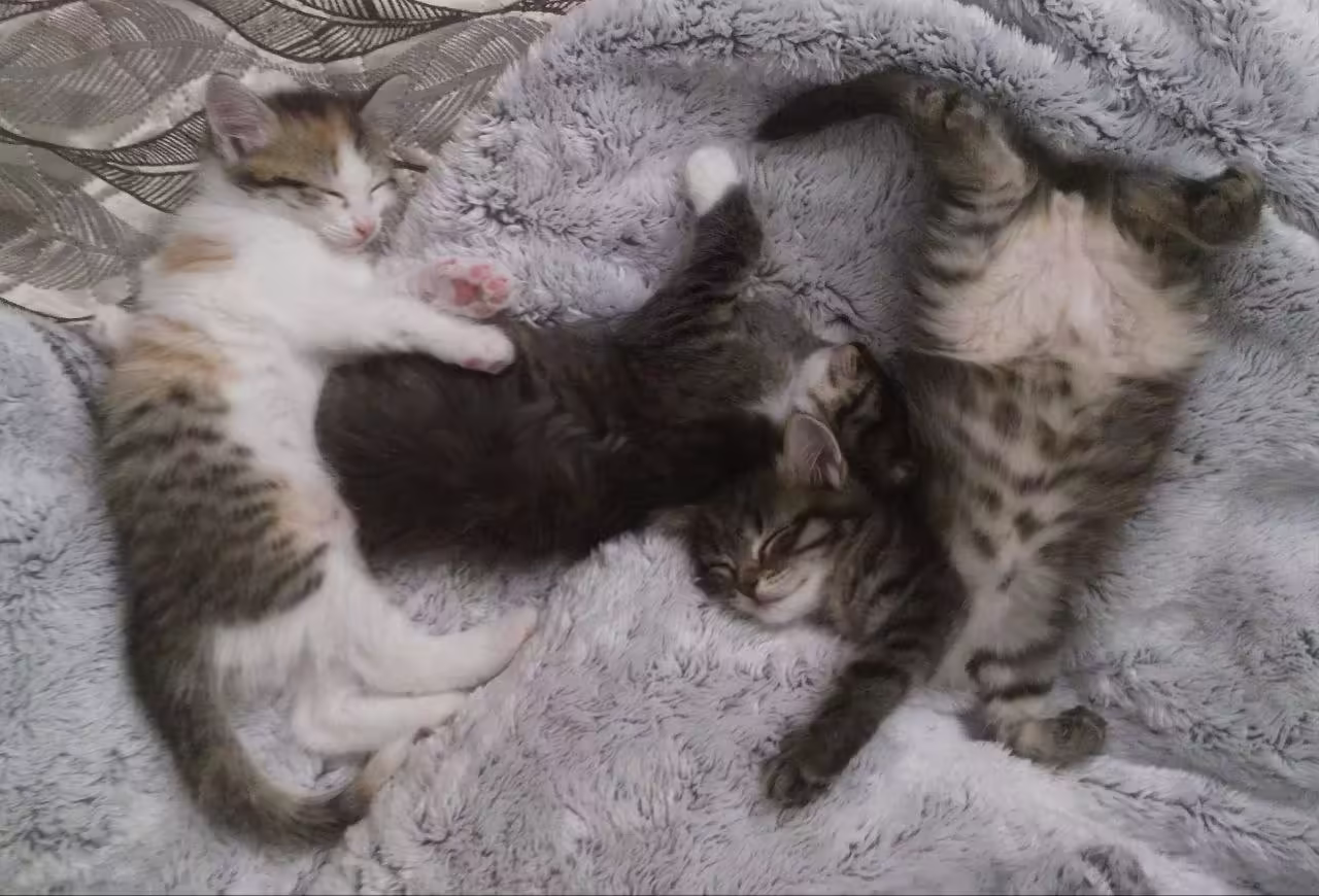 Смешнявка #1656