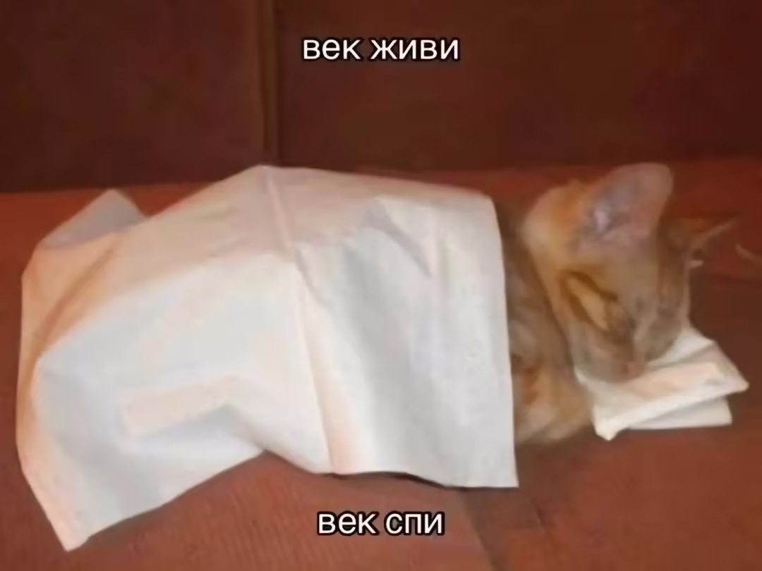 Смешнявка #1671