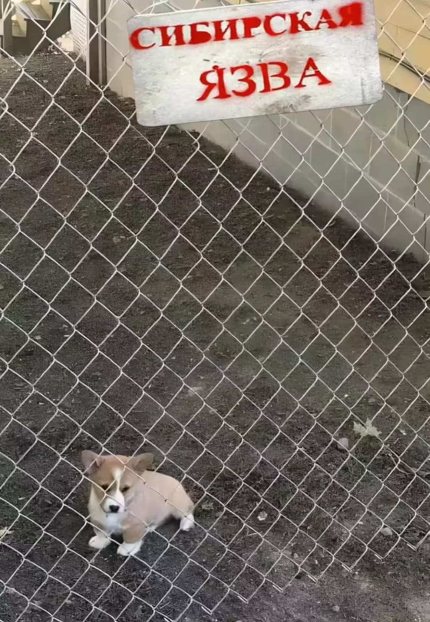 Смешнявка #1676