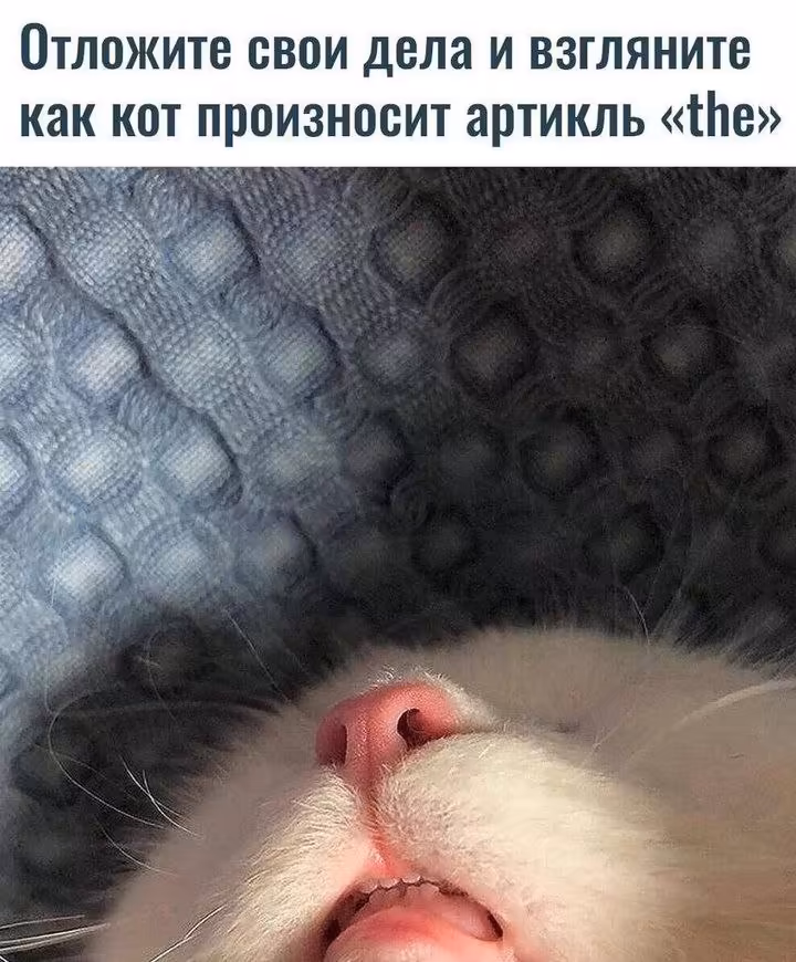 Смешнявка #1679