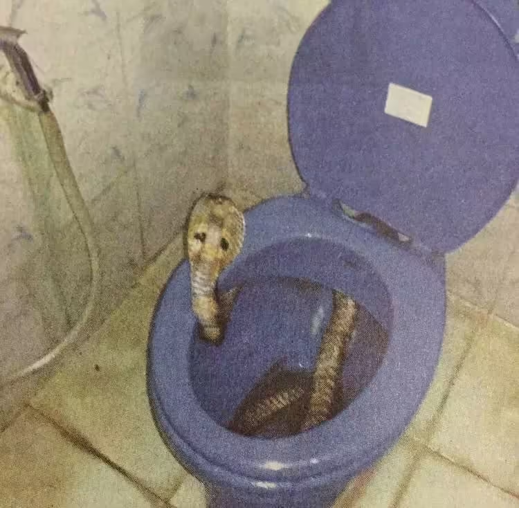 Смешнявка #1729