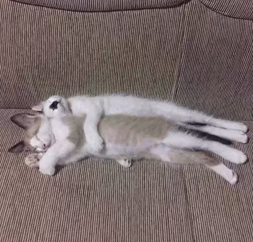 Смешнявка #1742