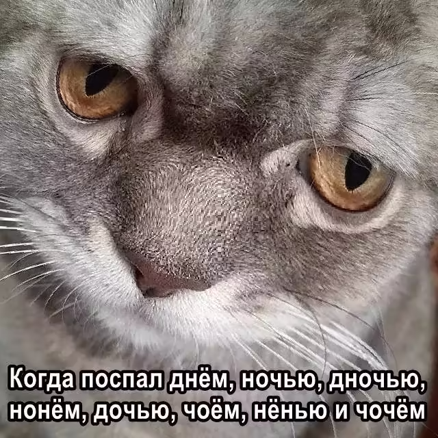 Смешнявка #1748