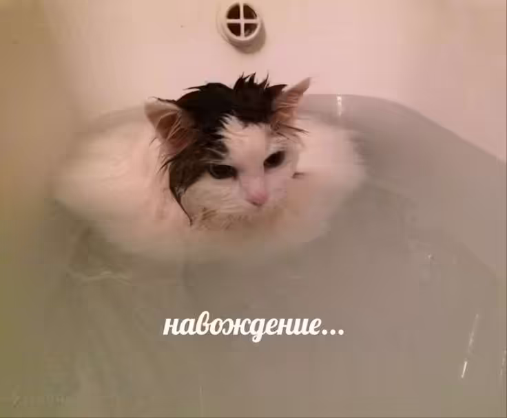 Смешнявка #1773