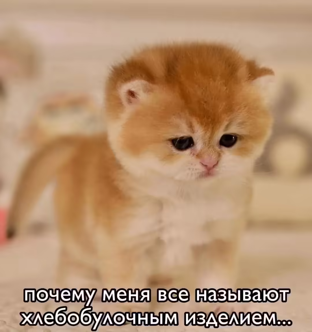 Смешнявка #1776