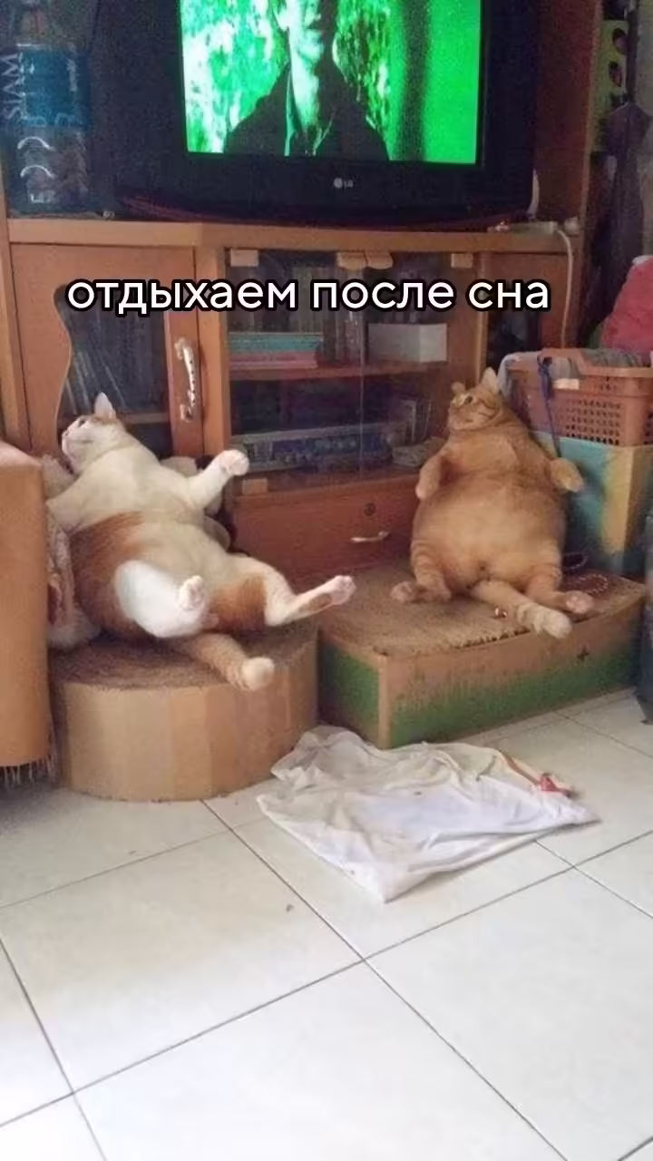 Смешнявка #1779