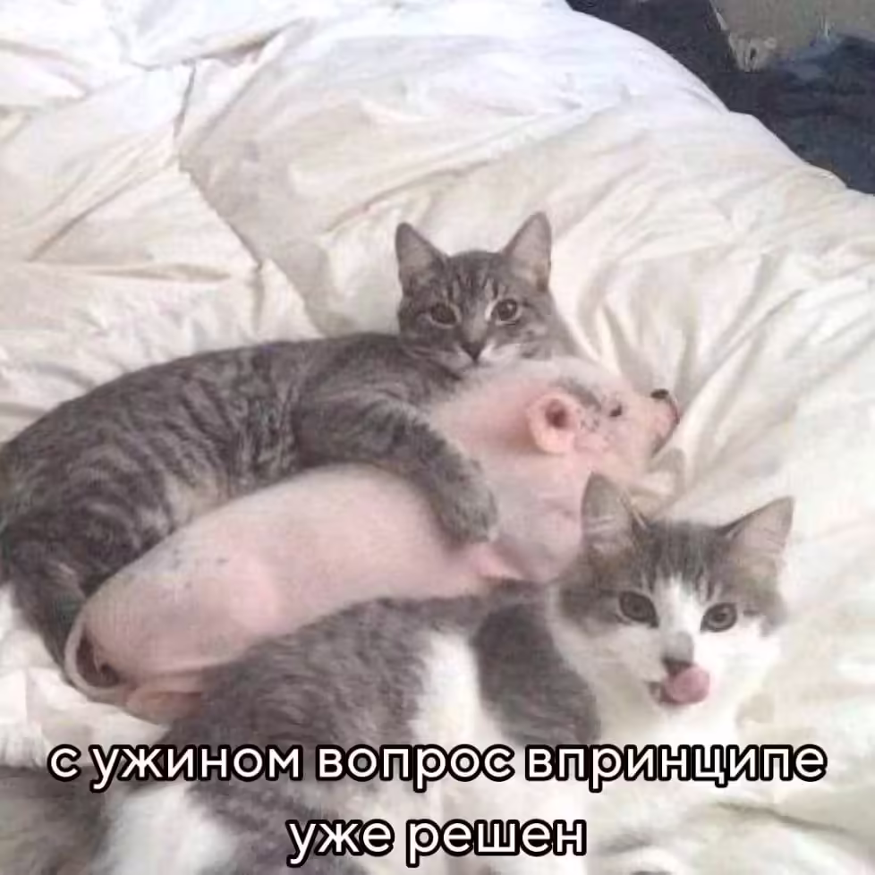 Смешнявка #1792