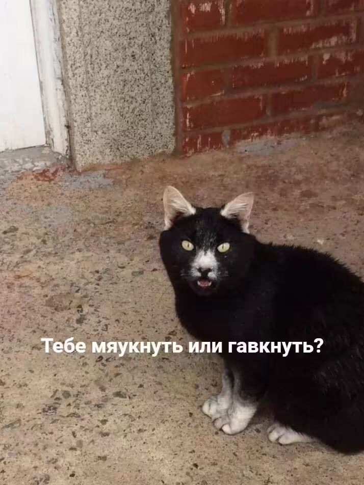 Смешнявка #1798