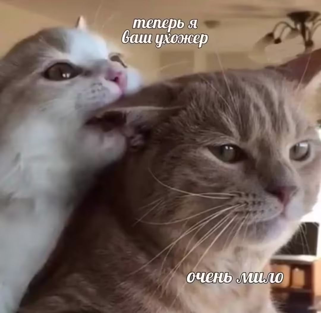 Смешнявка #1810