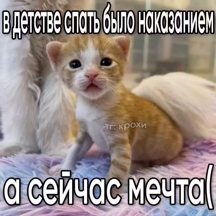 Смешнявка #1823