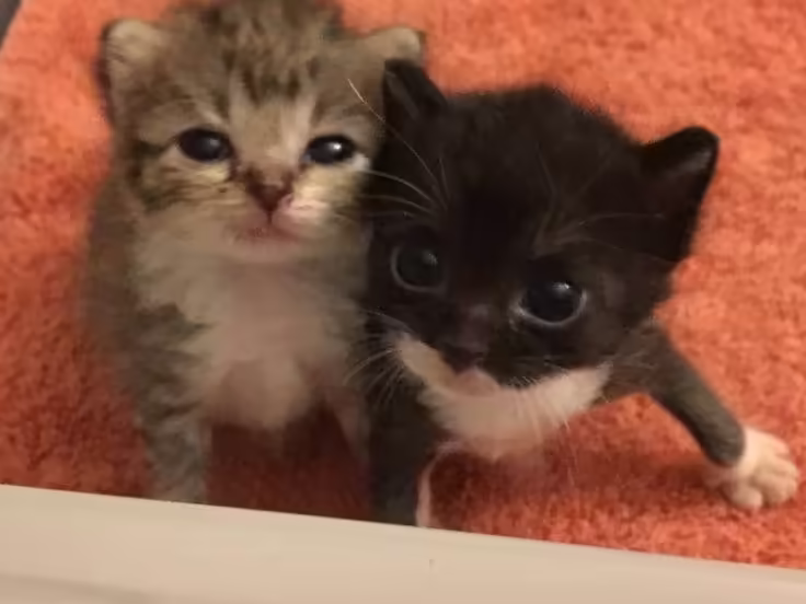 Смешнявка #1834