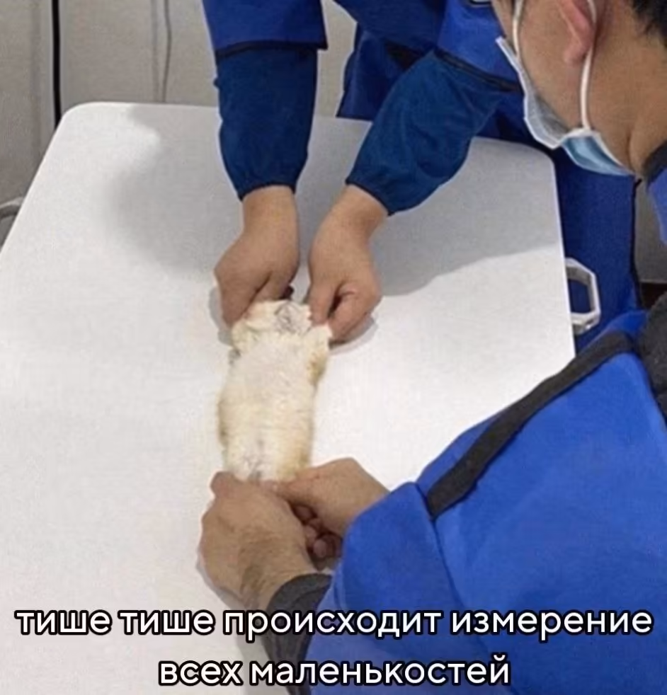 Смешнявка #1843