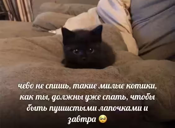 Котя плохого не посоветует