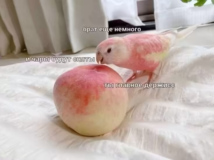 Смешнявка #1885