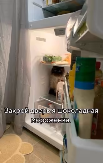 Кот в холодильнике.