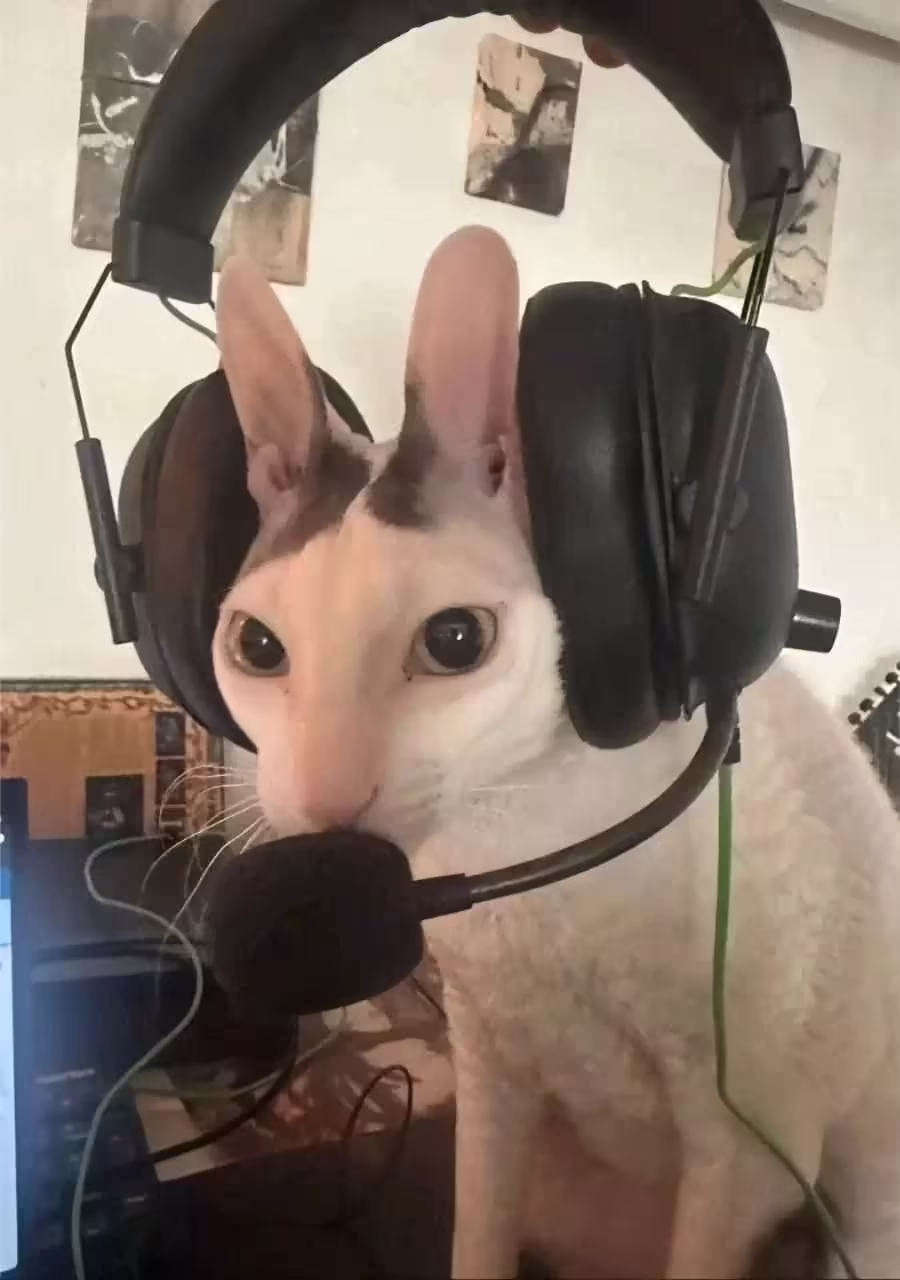 Кот играет в игры, а ты смотришь эту фотокарточку.