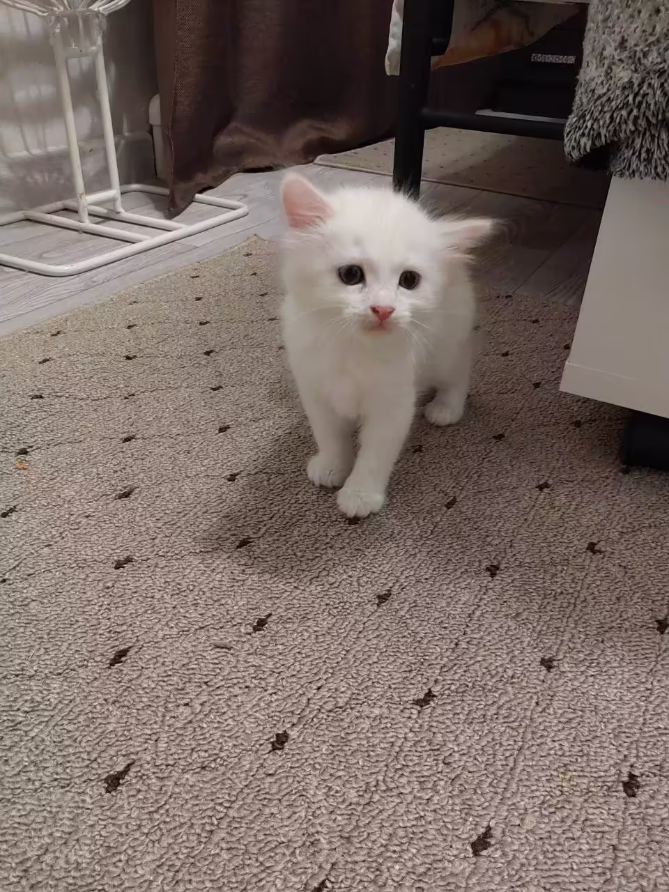 Просто милый котёнок.